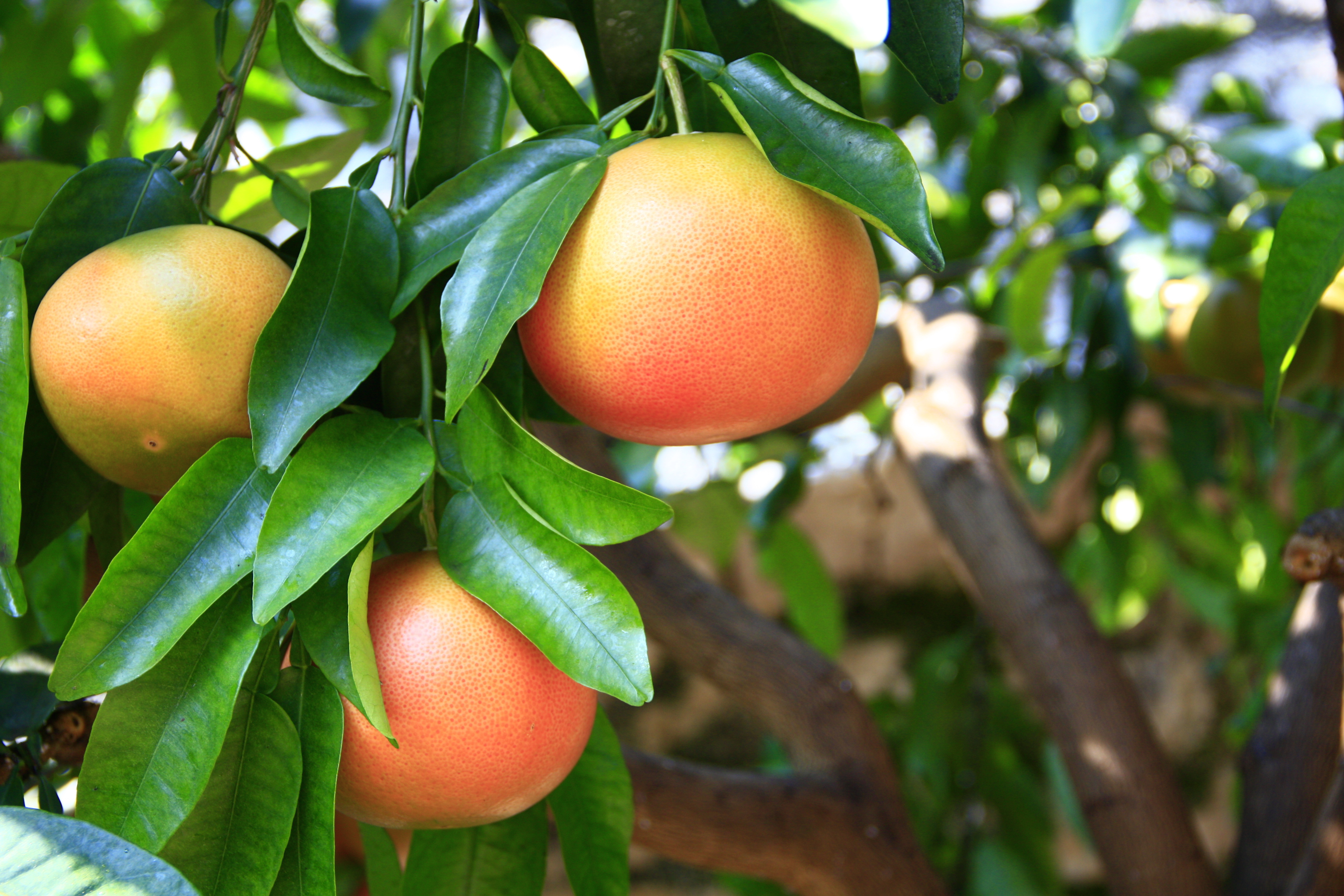 Картинки по запросу grapefruit tree